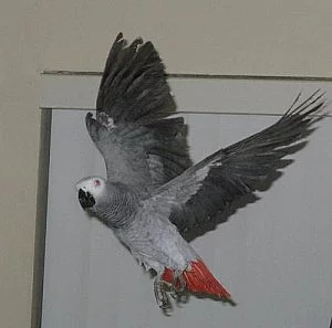 Šedý papoušek připraven